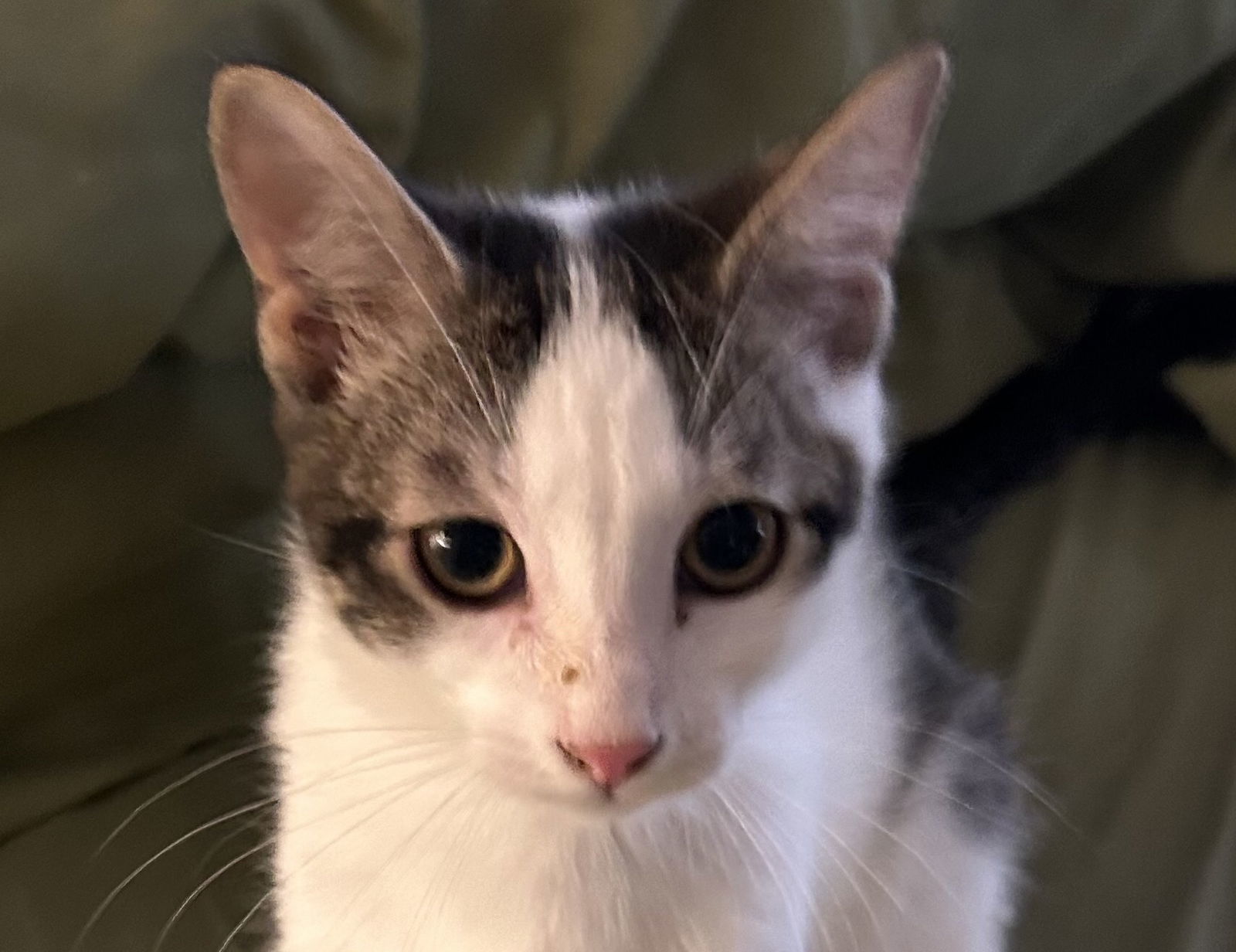 Little Hook, an adoptable Domestic Medium Hair in Phoenix, AZ, 85027 | Photo Image 2