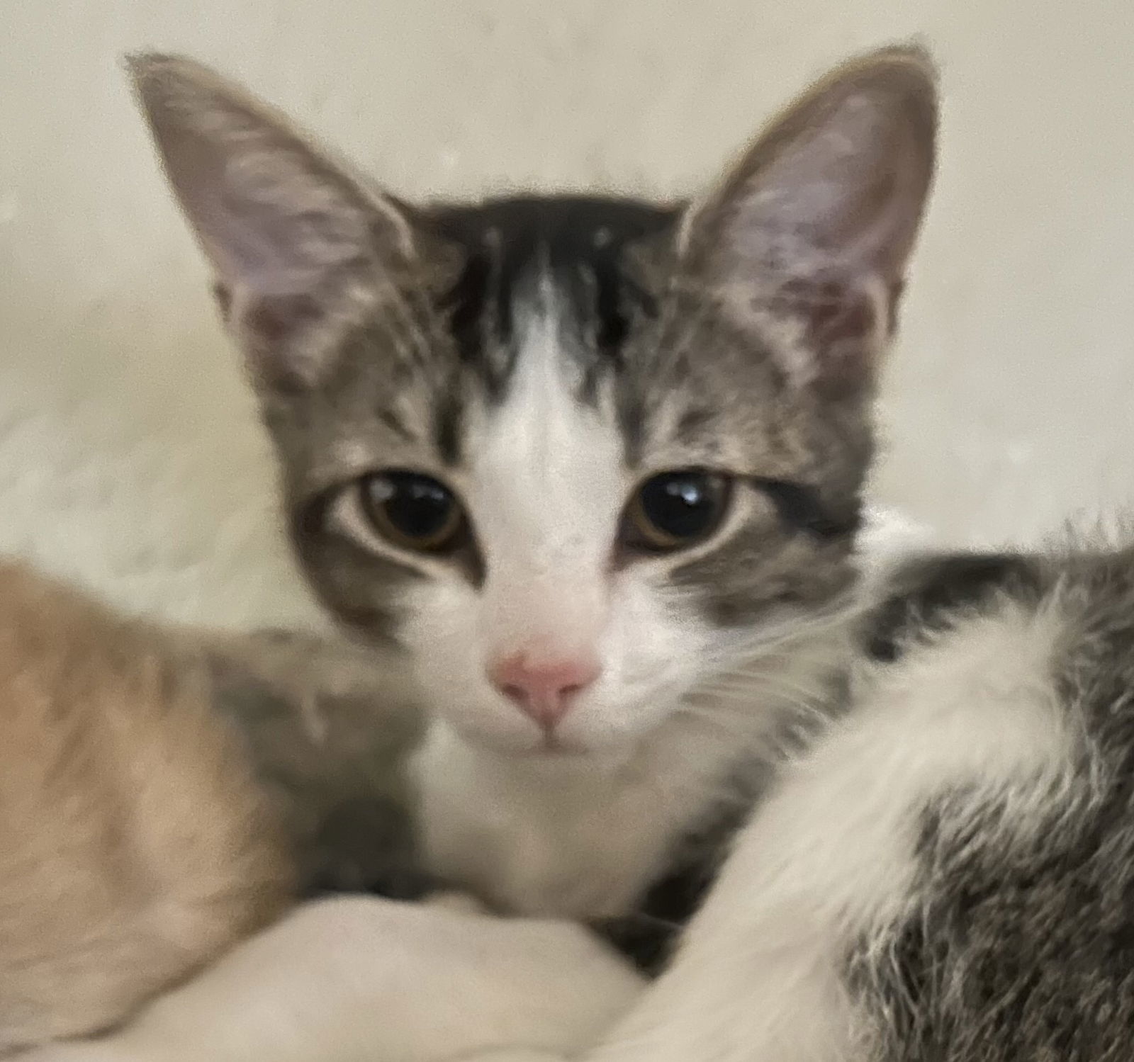 Tink, an adoptable Domestic Medium Hair in Phoenix, AZ, 85027 | Photo Image 2