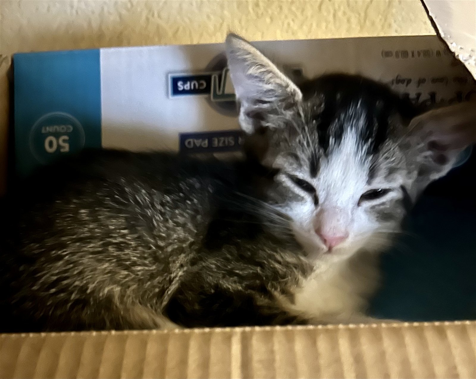 Tink, an adoptable Domestic Medium Hair in Phoenix, AZ, 85027 | Photo Image 3