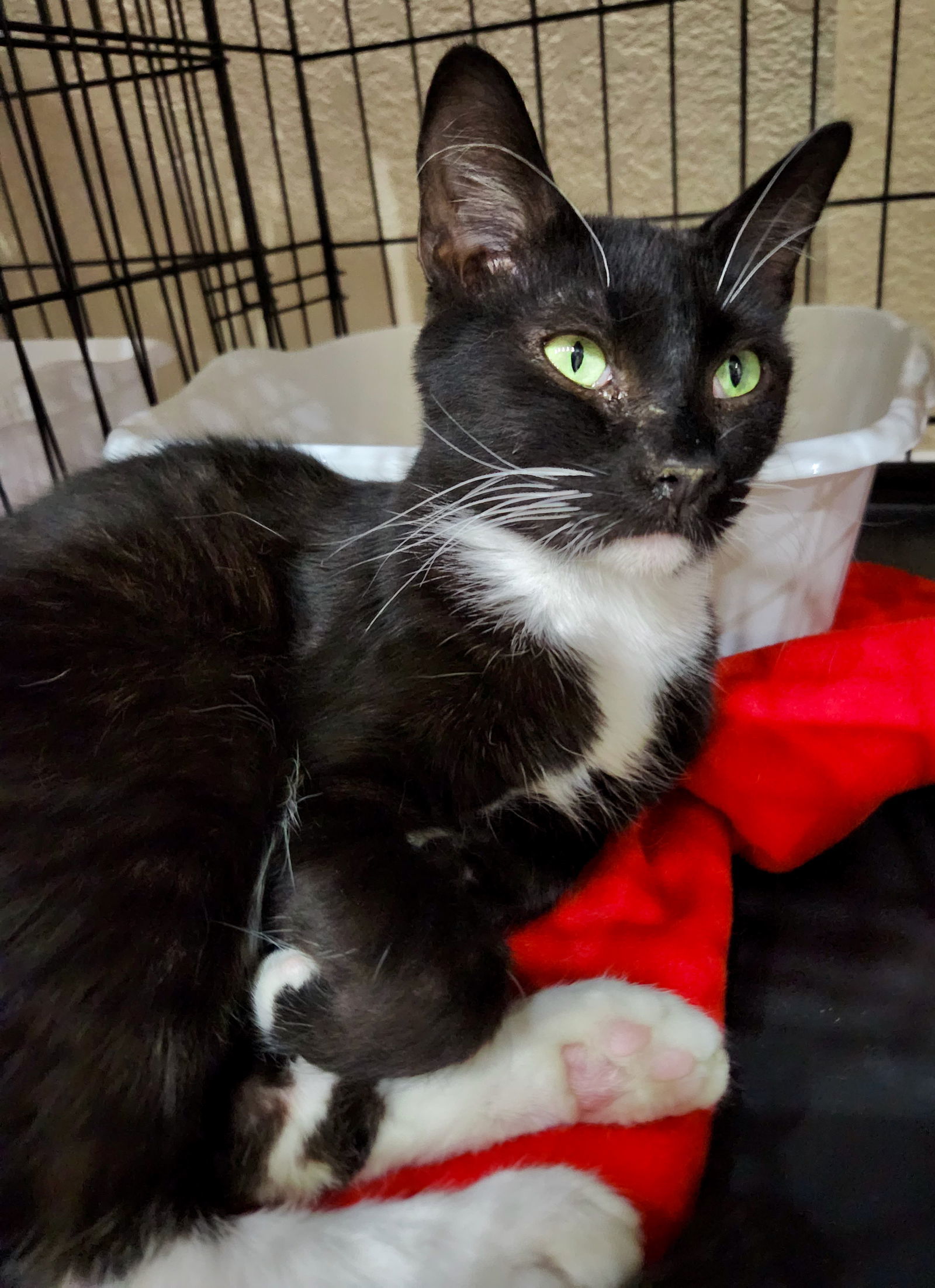 NightHawk, an adoptable Domestic Short Hair in Phoenix, AZ, 85027 | Photo Image 1