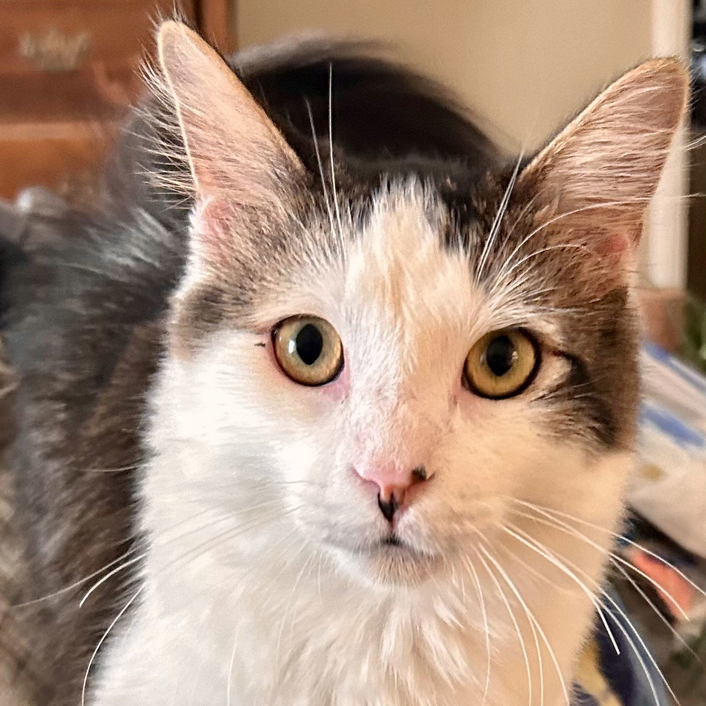 Peter, an adoptable Domestic Short Hair in Phoenix, AZ, 85027 | Photo Image 1