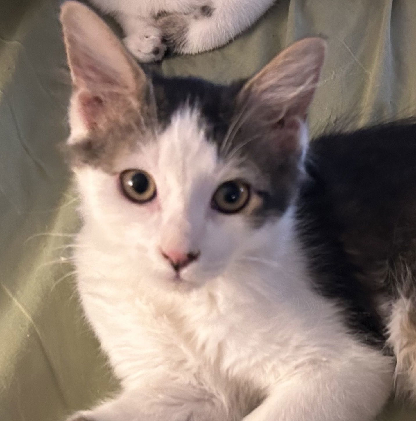 Peter, an adoptable Domestic Short Hair in Phoenix, AZ, 85027 | Photo Image 2