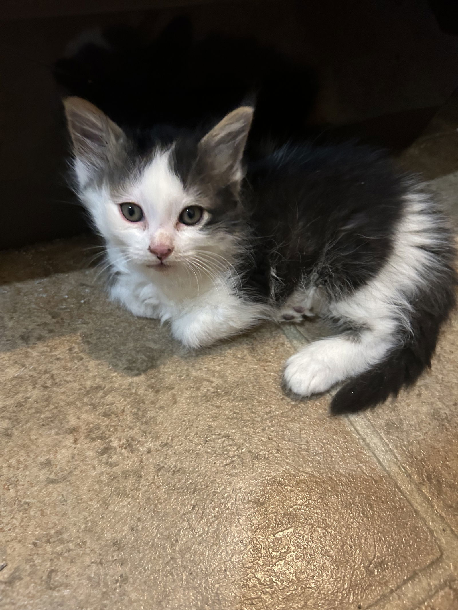 Peter, an adoptable Domestic Short Hair in Phoenix, AZ, 85027 | Photo Image 3