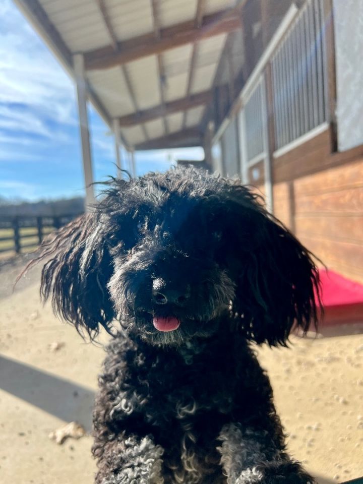 Petfinder toy poodle sales
