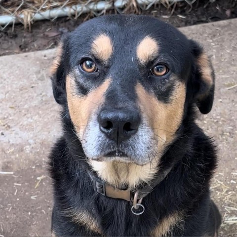 Tobias, an adoptable Mixed Breed in Wadena, MN, 56482 | Photo Image 2