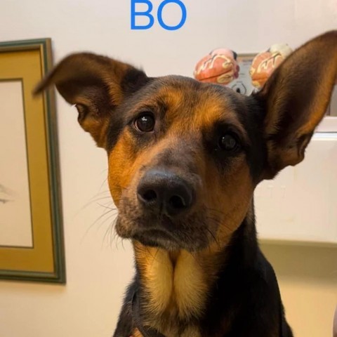 Bo, an adoptable Shepherd in Wadena, MN, 56482 | Photo Image 1