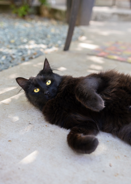 Jaci, an adoptable Domestic Medium Hair, Domestic Short Hair in El Dorado Hills, CA, 95762 | Photo Image 3