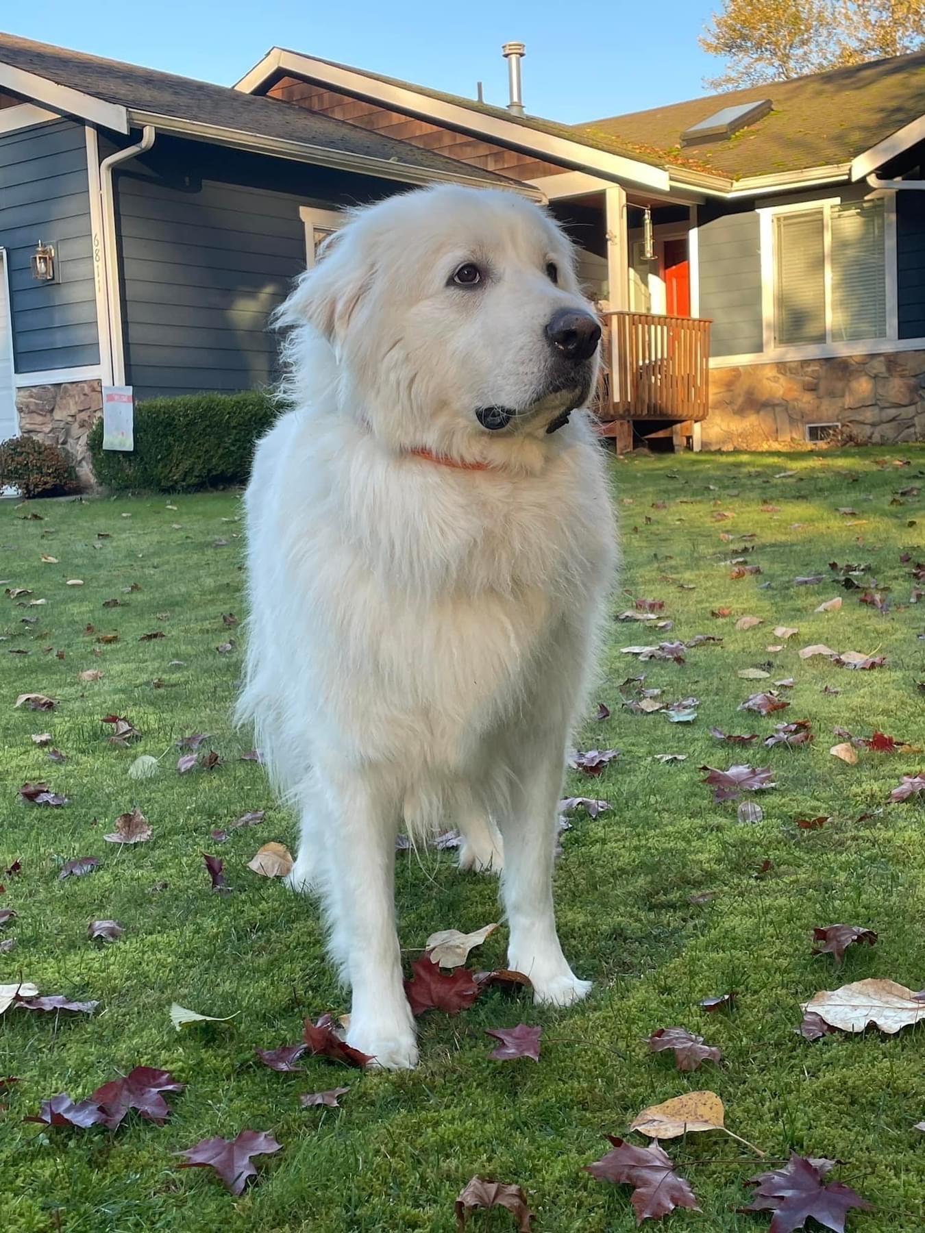 Clyde, an adoptable Great Pyrenees in Eugene, OR, 97402 | Photo Image 2
