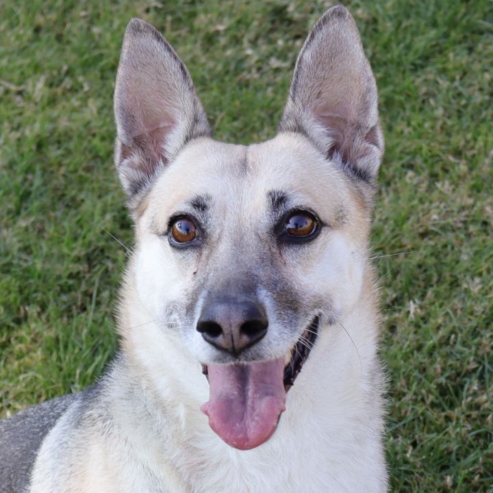 Lady, an adopted German Shepherd Dog in Clovis, CA_image-1