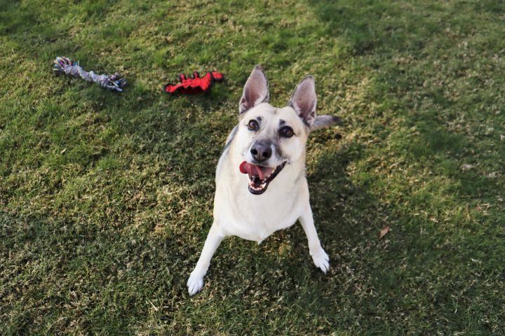 Lady, an adopted German Shepherd Dog in Clovis, CA_image-3
