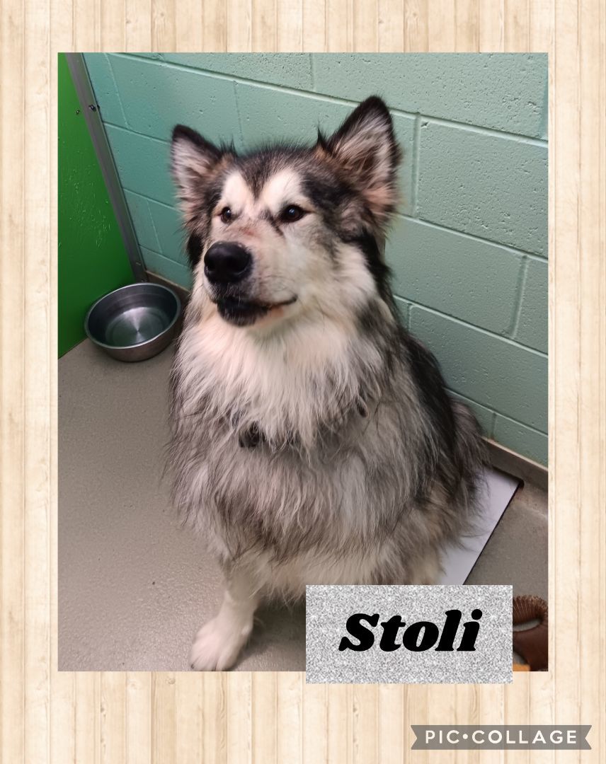 Stoli, an adoptable Alaskan Malamute in Iron River, MI, 49935 | Photo Image 2