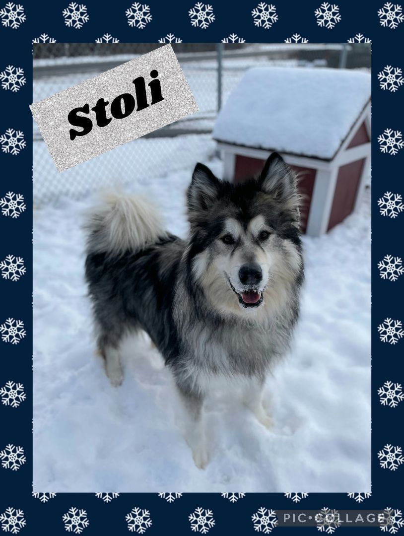 Stoli, an adoptable Alaskan Malamute in Iron River, MI, 49935 | Photo Image 1