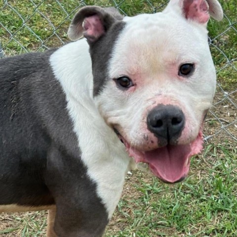 ACAC-Stray-ac741/23-13120/Carl, an adoptable Pit Bull Terrier in Standish, MI, 48658 | Photo Image 1