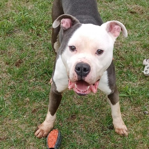 ACAC-Stray-ac741/23-13120/Carl, an adoptable Pit Bull Terrier in Standish, MI, 48658 | Photo Image 3