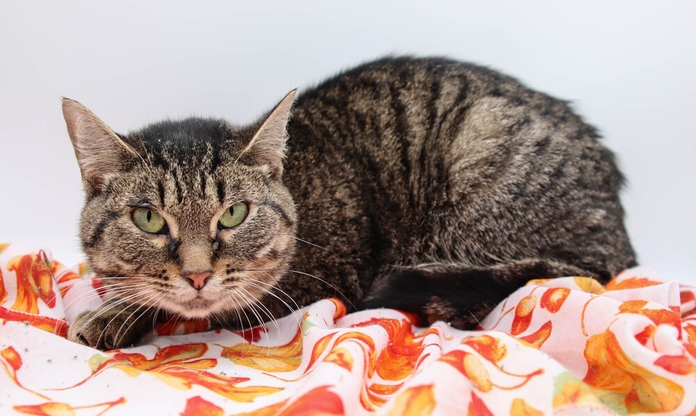 Lilly XIX, an adoptable Domestic Short Hair in Muskegon, MI, 49444 | Photo Image 1