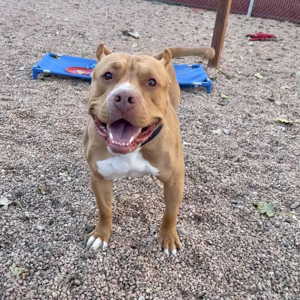Sunny - Needs a Hero Foster or Adopter!, an adoptable American Staffordshire Terrier, Cane Corso in Boulder, CO, 80305 | Photo Image 1