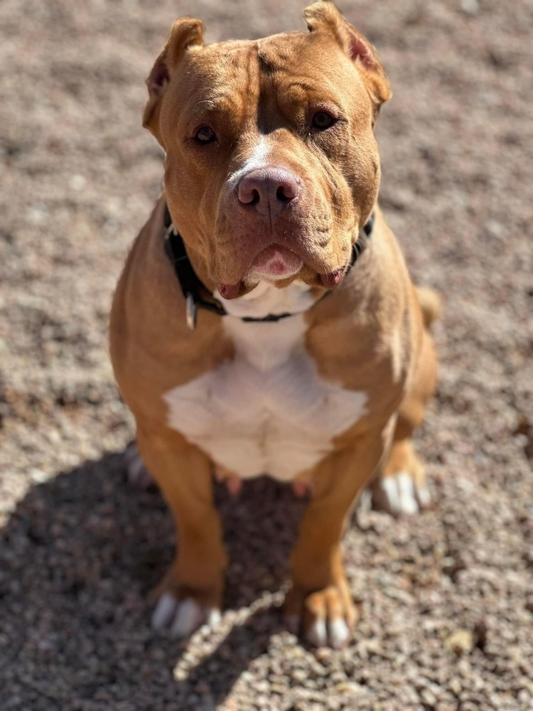 Sunny - Needs a Hero Foster or Adopter!, an adoptable American Staffordshire Terrier, Cane Corso in Boulder, CO, 80305 | Photo Image 2
