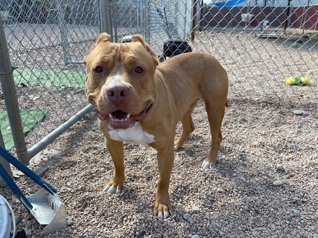 Sunny - Needs a Hero Foster or Adopter!, an adoptable American Staffordshire Terrier, Cane Corso in Boulder, CO, 80305 | Photo Image 3