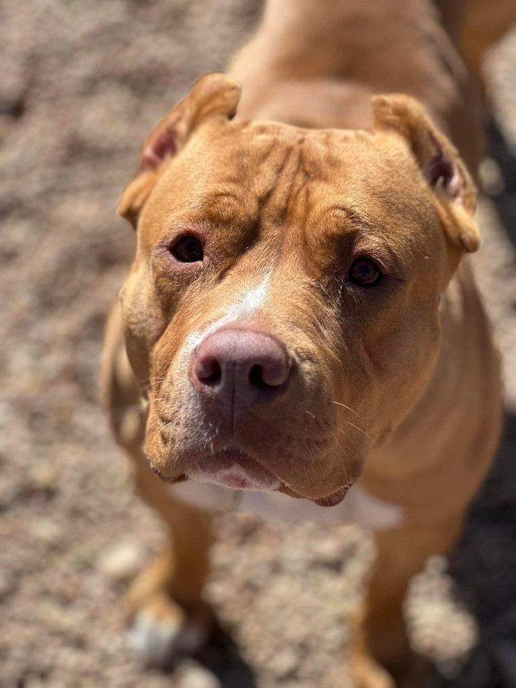 Sunny - Needs a Hero Foster or Adopter!, an adoptable American Staffordshire Terrier, Cane Corso in Boulder, CO, 80305 | Photo Image 4