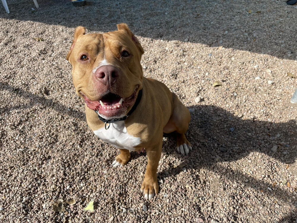 Sunny - Needs a Hero Foster or Adopter!, an adoptable American Staffordshire Terrier, Cane Corso in Boulder, CO, 80305 | Photo Image 5