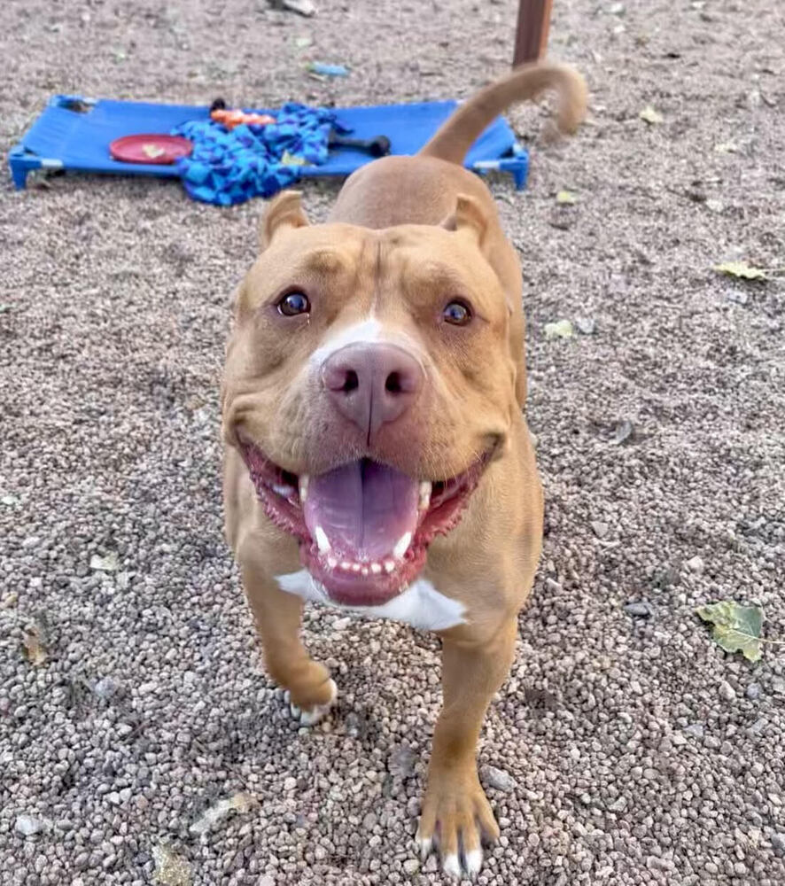 Sunny - Needs a Hero Foster or Adopter!, an adoptable American Staffordshire Terrier, Cane Corso in Boulder, CO, 80305 | Photo Image 6