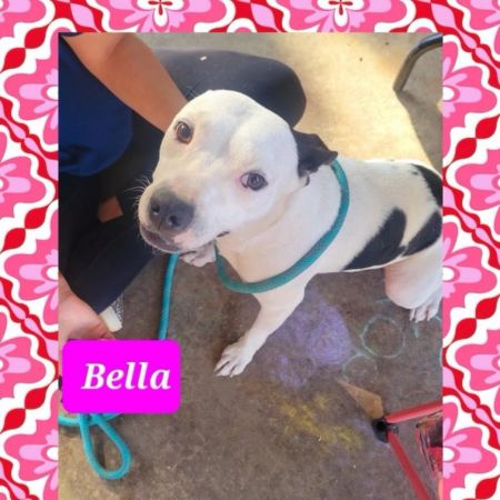 Bella photo