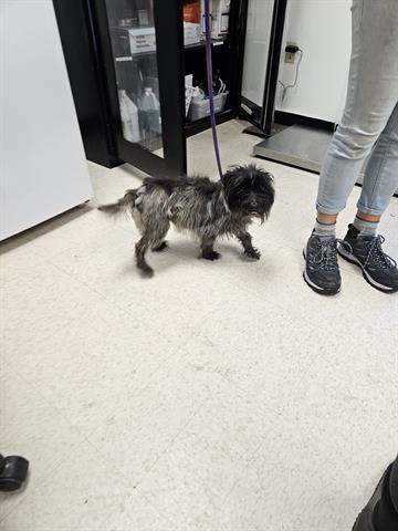 ALI, an adoptable Cairn Terrier in Norfolk, VA, 23502 | Photo Image 1