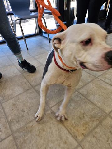 DIAMOND, an adoptable Pit Bull Terrier in Norfolk, VA, 23502 | Photo Image 1