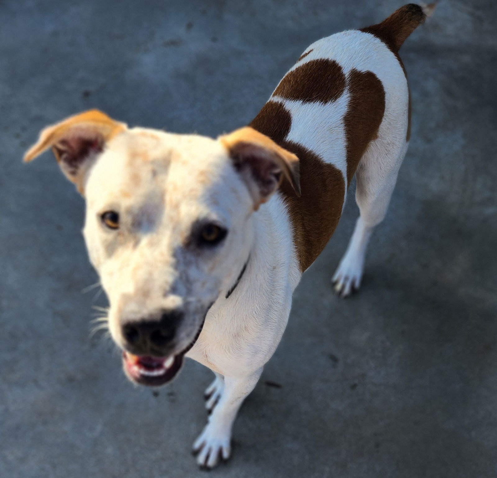 Hank, an adoptable Australian Cattle Dog / Blue Heeler in Knoxville, IA, 50138 | Photo Image 1