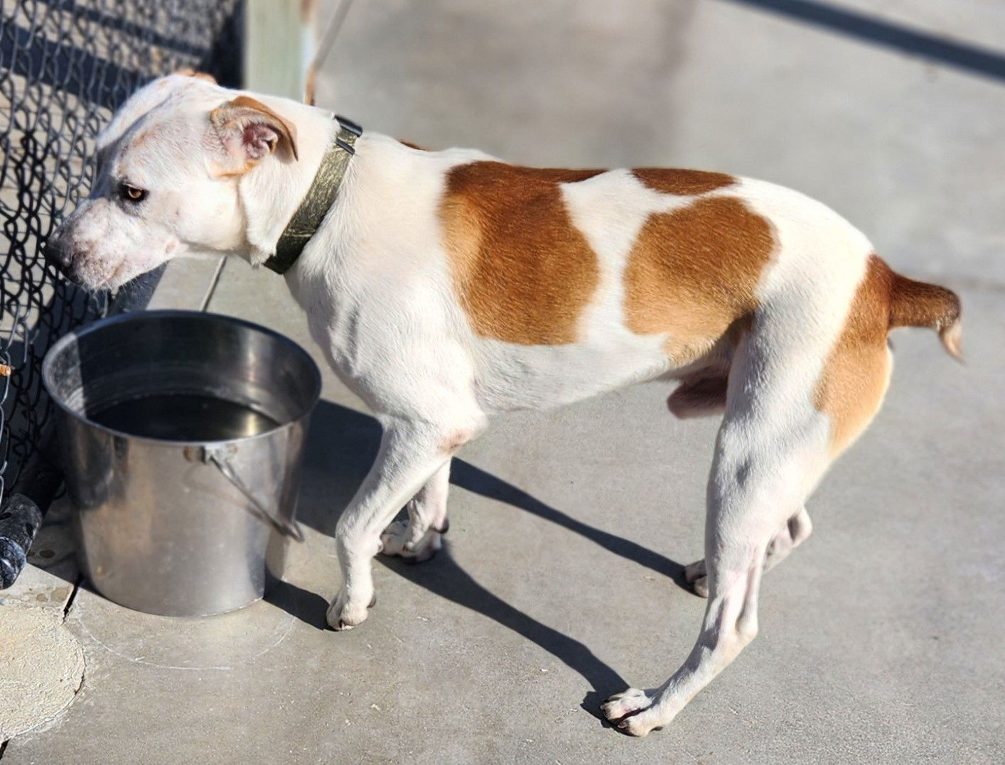 Hank, an adoptable Australian Cattle Dog / Blue Heeler in Knoxville, IA, 50138 | Photo Image 3