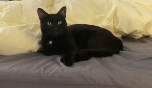 My foster writes Salem is a captivating 2-year-old male cat with a friendly and curious nature Alt