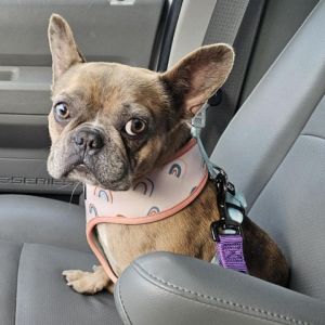 Dog for adoption - Handsome Hiro, a Klee Kai & Alaskan Malamute Mix in Long  Beach, CA