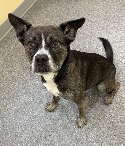 Bear, an adoptable Pit Bull Terrier in Covington, VA, 24426 | Photo Image 1