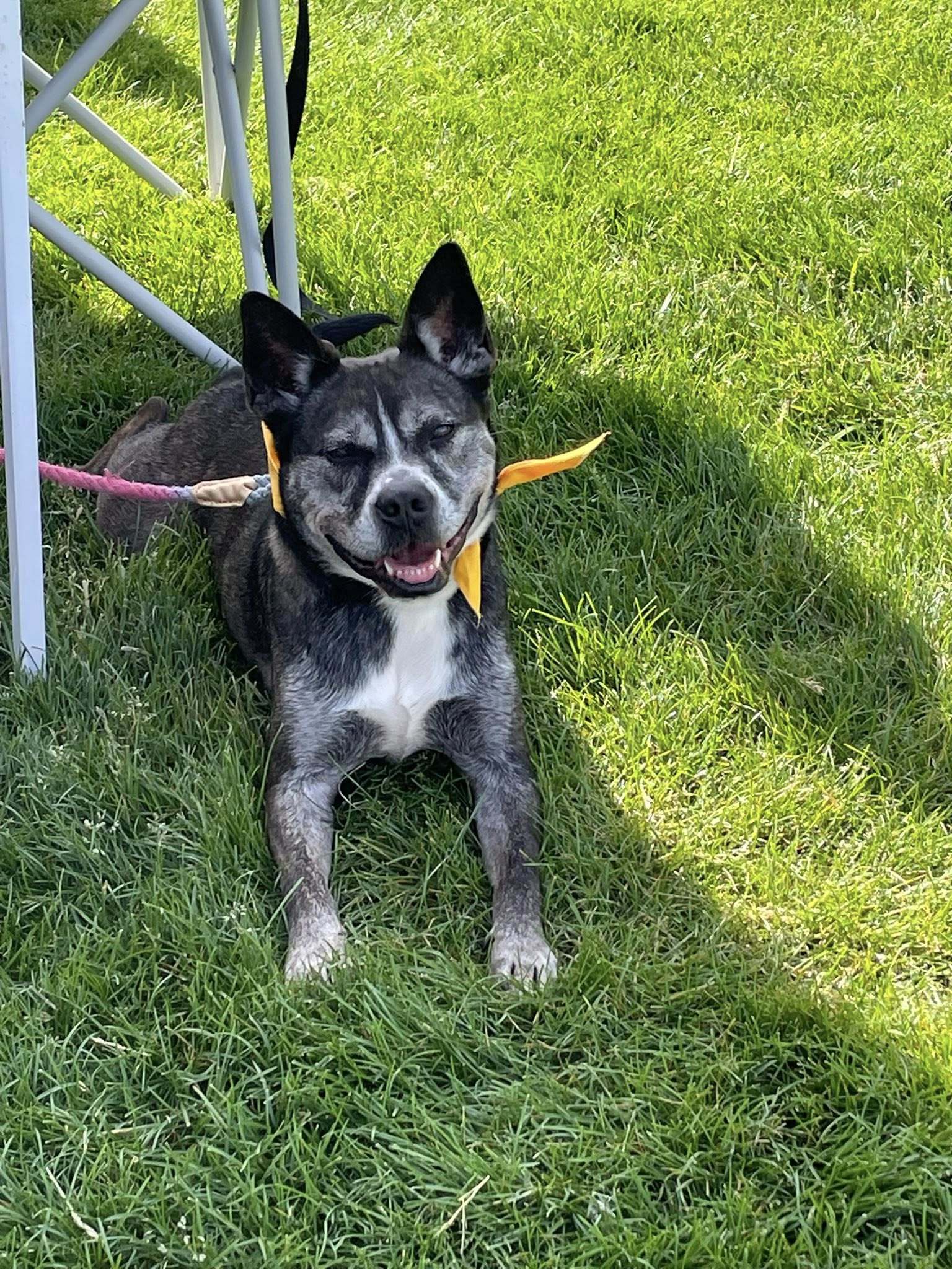 Bear, an adoptable Pit Bull Terrier in Covington, VA, 24426 | Photo Image 2