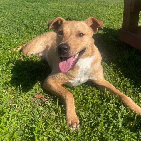 Choche, an adoptable Labrador Retriever, Mixed Breed in Laredo, TX, 78041 | Photo Image 1