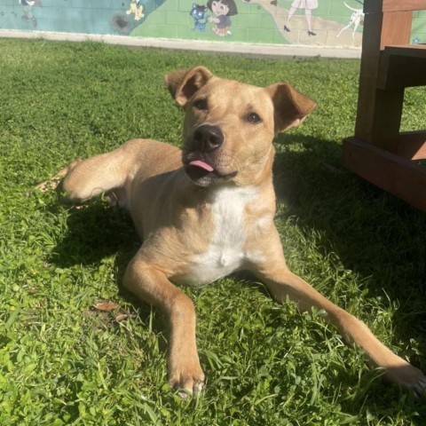 Choche, an adoptable Labrador Retriever, Mixed Breed in Laredo, TX, 78041 | Photo Image 2