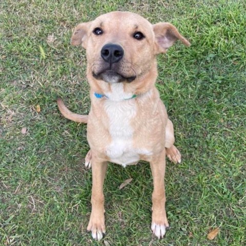 Choche, an adoptable Labrador Retriever, Mixed Breed in Laredo, TX, 78041 | Photo Image 3