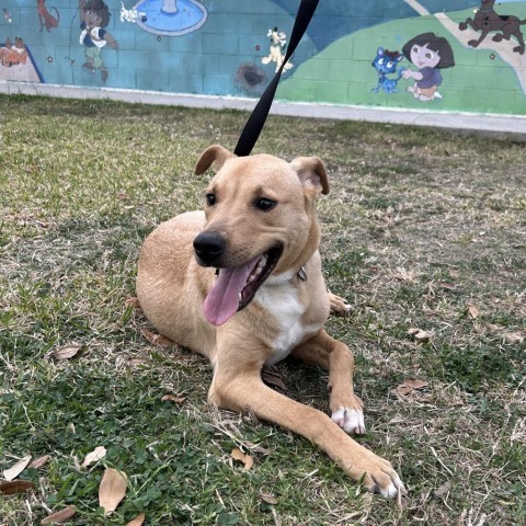 Choche, an adoptable Labrador Retriever, Mixed Breed in Laredo, TX, 78041 | Photo Image 4