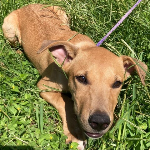 Choche, an adoptable Labrador Retriever, Mixed Breed in Laredo, TX, 78041 | Photo Image 5