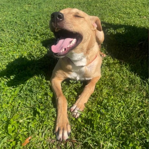 Choche, an adoptable Labrador Retriever, Mixed Breed in Laredo, TX, 78041 | Photo Image 6