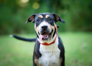 Sheila aka Havoc, Adult Female Hound
