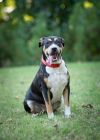 Sheila aka Havoc photo 2