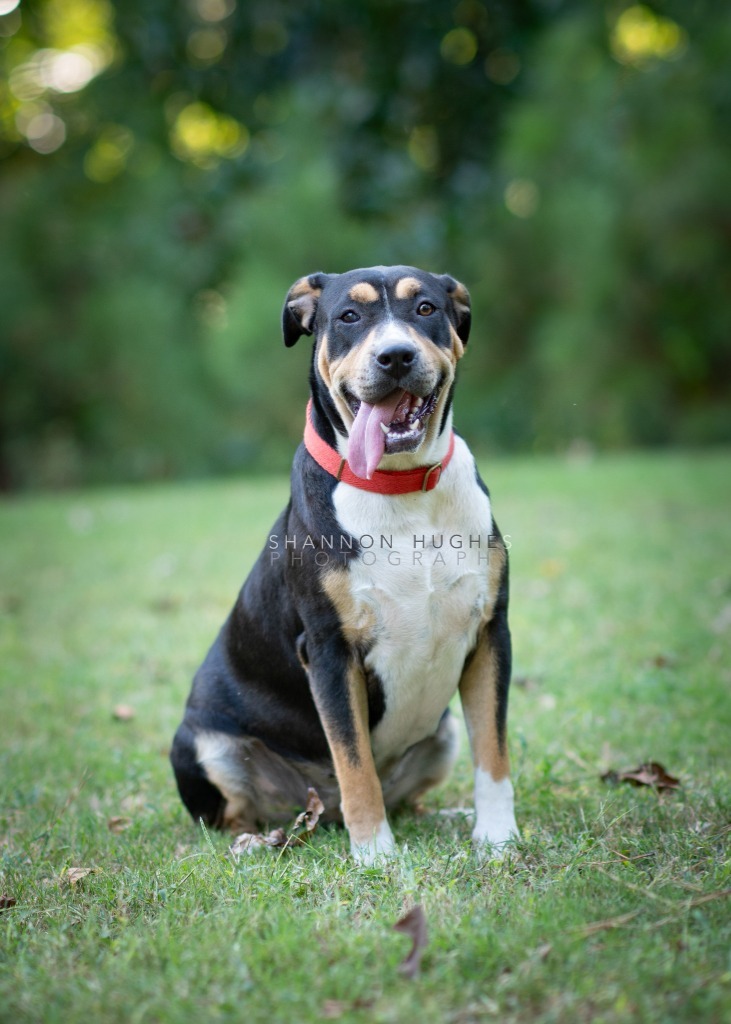 Sheila aka Havoc, an adoptable Hound, Pit Bull Terrier in Macon, GA, 31210 | Photo Image 2