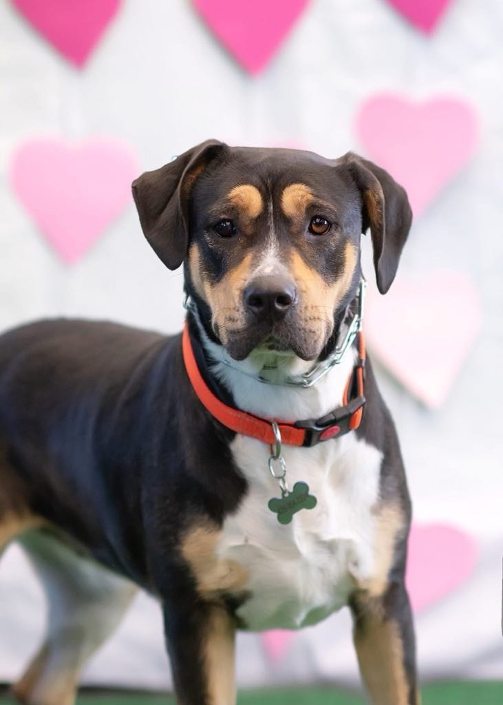 Sheila aka Havoc, an adoptable Hound, Pit Bull Terrier in Macon, GA, 31210 | Photo Image 4