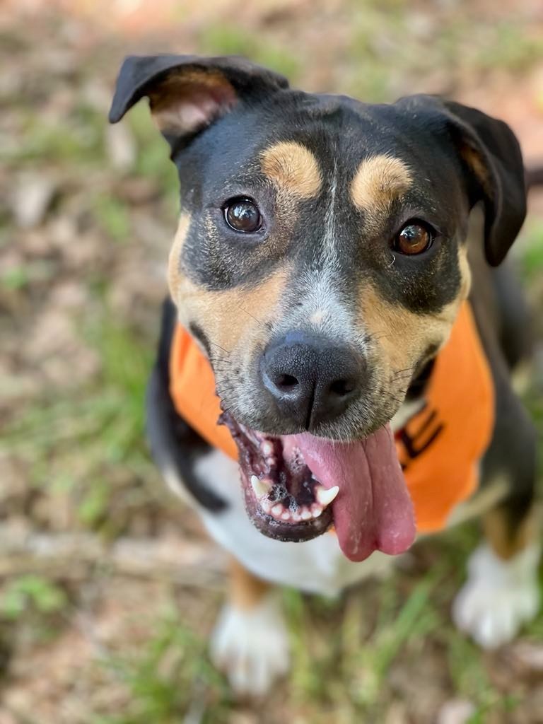 Sheila aka Havoc, an adoptable Hound, Pit Bull Terrier in Macon, GA, 31210 | Photo Image 6