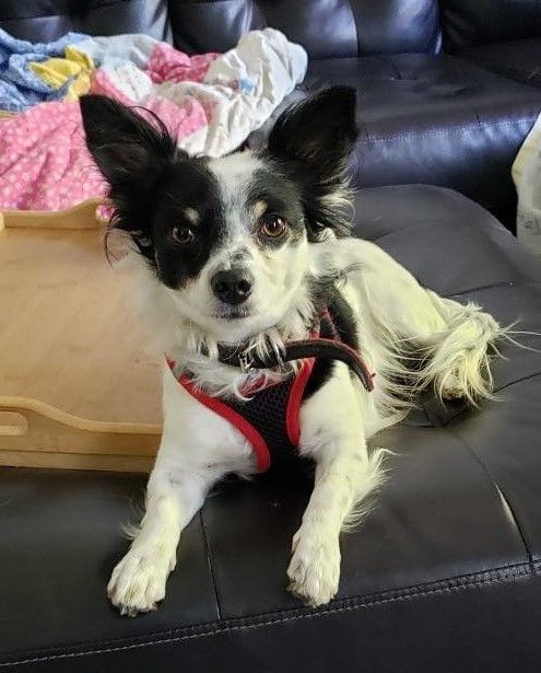 MANCHAS, an adoptable Papillon, Chihuahua in Westmont, IL, 60559 | Photo Image 1
