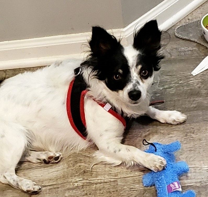 MANCHAS, an adoptable Papillon, Chihuahua in Westmont, IL, 60559 | Photo Image 3