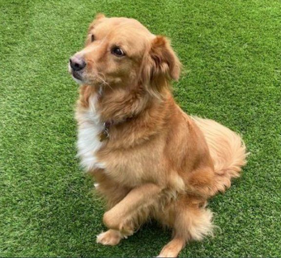 Petfinder store golden retriever