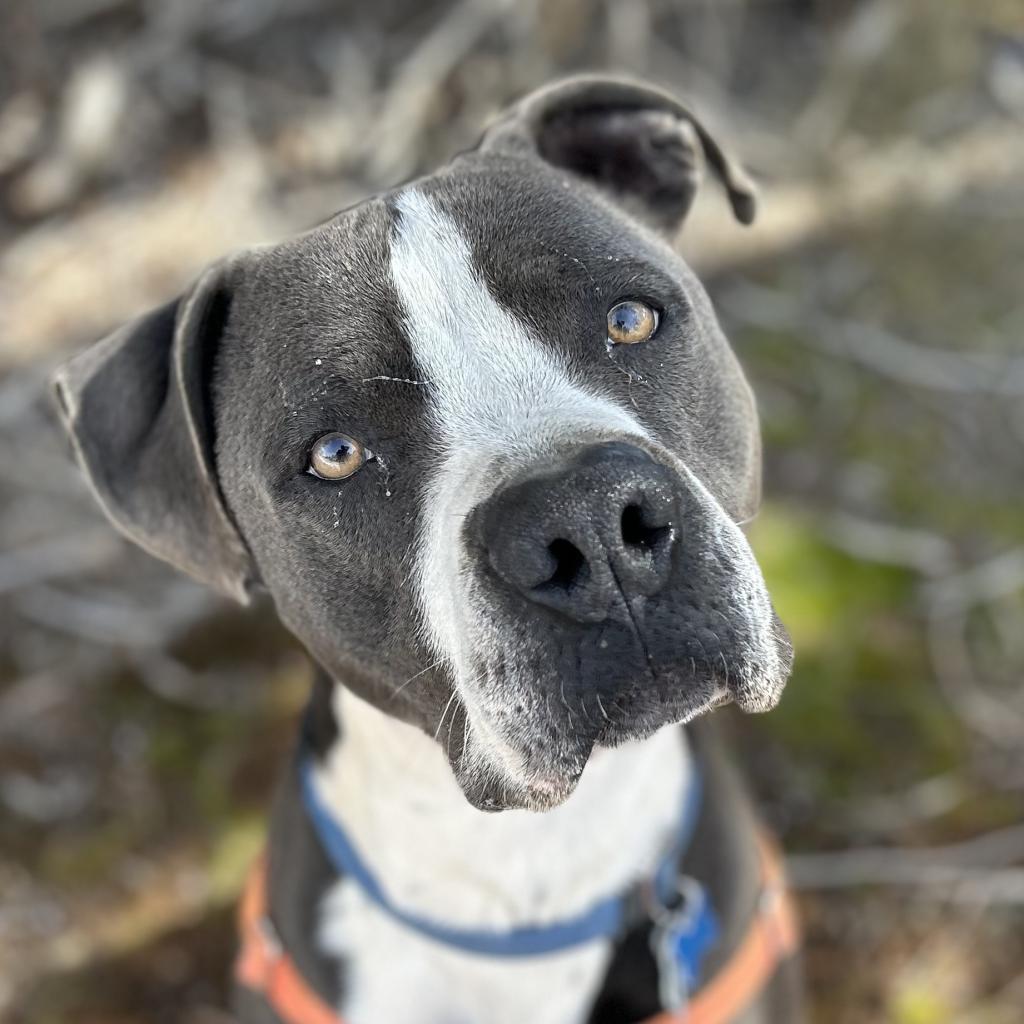 Slim, an adoptable Pit Bull Terrier in Kanab, UT, 84741 | Photo Image 1