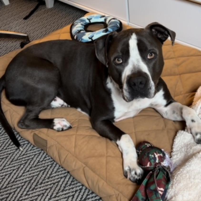 Slim, an adoptable Pit Bull Terrier in Kanab, UT, 84741 | Photo Image 2